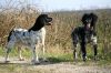 Kyrah_vh_meekrnesch_en_Lizzy_vd_stommeerpolder_15-03-2012.JPG