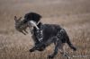 Mischa_in_actie_(Hilda_Wanders).jpg