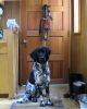 Morgan_at_the_cabin_kitchen_door.jpg