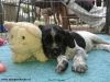 Puppy_of_Coopers_Border_14aug2012_BB.JPG