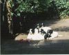 Puppy_s_George_van_Straaten__oude_doos_.jpg