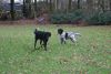 Queen_vh_Meekenesch_en_Casper_v_d_lobbery_10_jan_2012.JPG