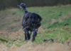 Sparkey_van_de_Stommeerpolder_09_jan_2012.jpg
