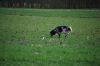 aanlegproef_31-03-12_138.jpg