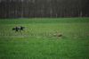 aanlegproef_31-03-12_203.jpg