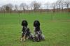 aanlegproef_31-03-12_395.jpg