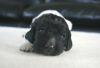 pup_4_-_17_dgn.JPG