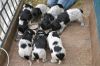 pups_rene_bakker.jpg