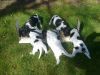 qween_eerste_nest_08-03-2011_037.jpg