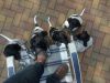 qween_eerste_nest_08-03-2011_072.jpg