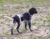 reu_Dusu_(Dusty)_of_Coopers_Border.jpg
