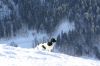 wintersport_2013_029_Miko_uut_ut_Vossebeltsevelt.JPG